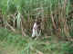 08mar2001_sugarcane.JPG (750894 bytes)